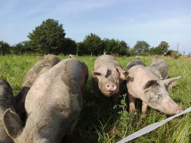 Porcs charcutiers bio au pâturage à l'EARL Sheard, la Ferme du Cochon bleu