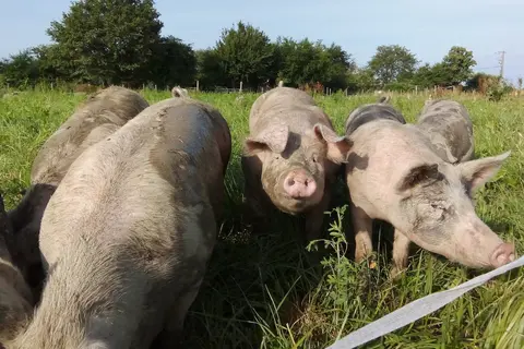 Les porcs bio au pâturage à l'EARL Sheard, la ferme du Cochon bleu