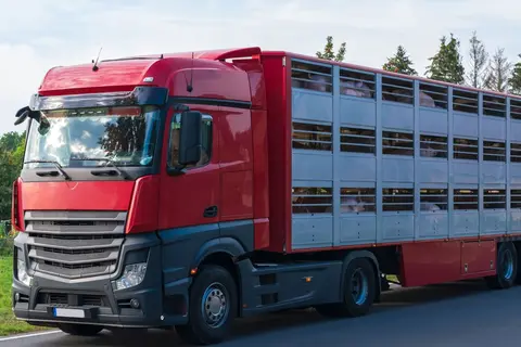 Camion transportant des cochons