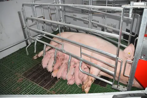 Truie ayant mis-bas la veille avec sa portée à l’élevage d’Alain Gicquel, près de Loudéac.