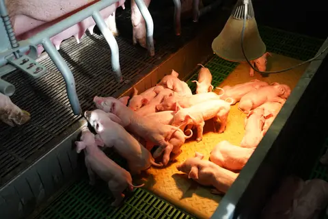 Porcelets en maternité