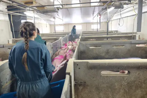 Les éleveurs sont les sentinelles du réseau Résavip : en cas de symptômes dans leur élevage, ils alertent leur vétérinaire afin d’effectuer d