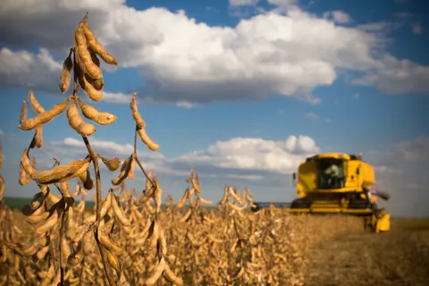 Récolte de soja