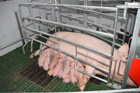 Exemple de truie allaitant sa portée en case bien-être