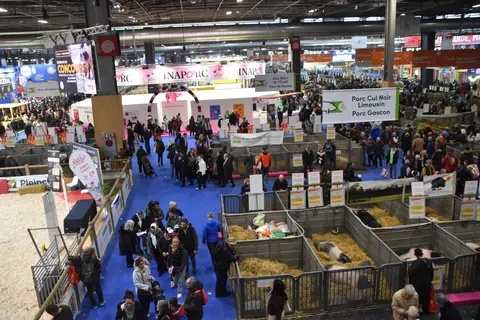 Pavillon 1 stand et ring porcin