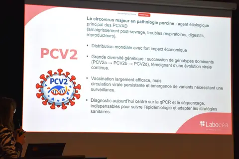 Focus sur le Circovirus PCV2 lors de la journée technique porcine du laboratoire Labocéa.