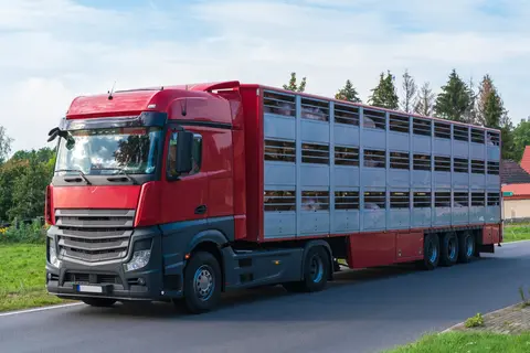 Bétaillère transportant des porcs vivants