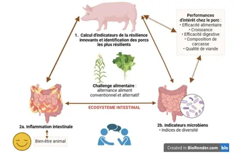 Le projet CHARME écosystème intestinal du porc