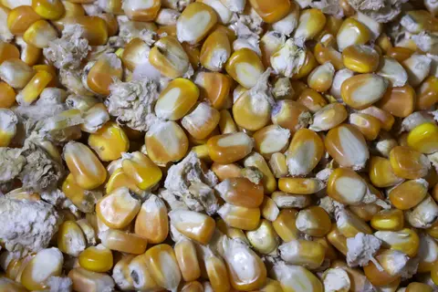  Maïs contaminé par des mycotoxines pouvant le rendre impropre à la consommation en alimentation animale.