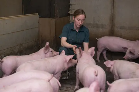 Inaporc, Pouldreuzic, Elevage, Cochon, Stéphanie Calloc’h, Bretagne